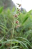Breitblättriger Stendelwurz - seltene Orchidee