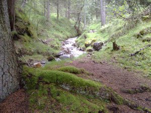 Mystischer Platz: Wald und Wildbach